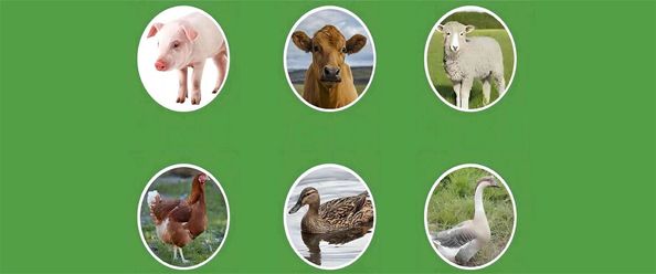 qualità Alimento e additivi alimentari fabbrica